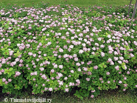 Spiraea betulifolia (S. 